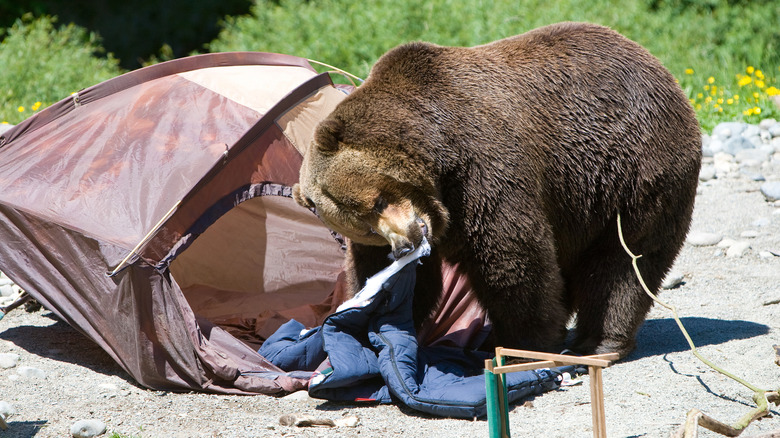 A grizzly bear eating a jacket from a campers tent