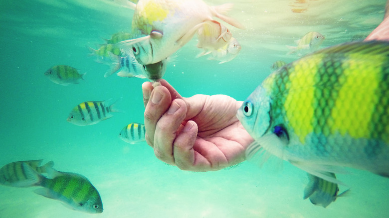 Hand feeding fish underwater