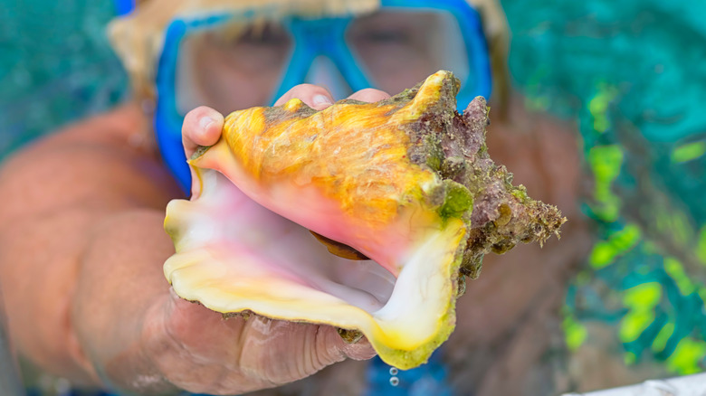 Snorkeler picking up shell