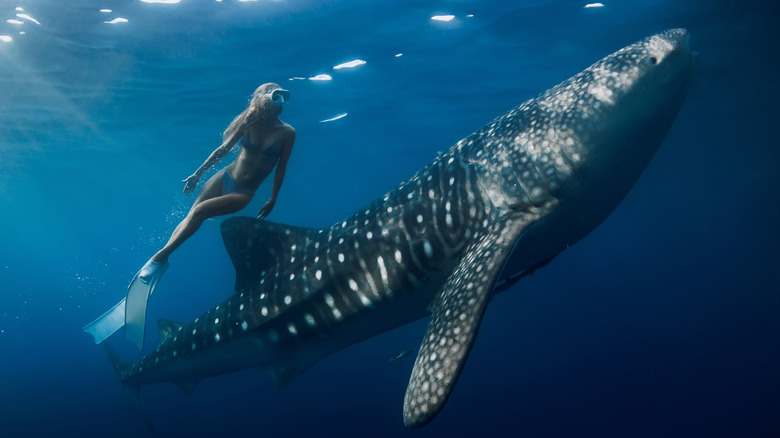 Snorkeling near whale shark