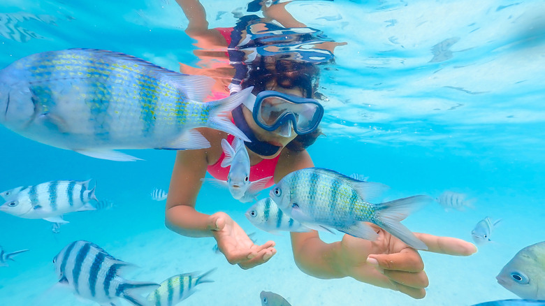 Person snorkeling near fish