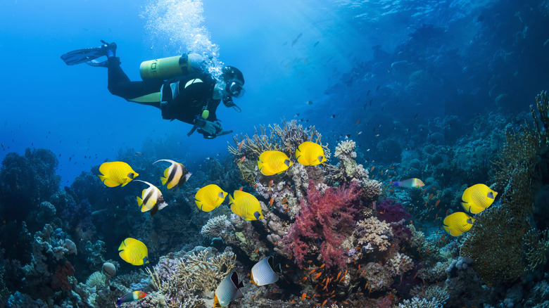 Scuba diving above coral
