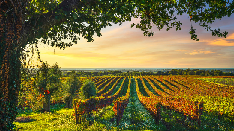 Bolgheri vineyard, olive trees and flowers at sunset in Tuscany during the fall