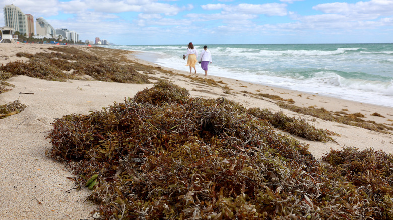 Two beachgoers walking past sargassum seaweed washed onto the beach in Fort Lauderdale, Florida