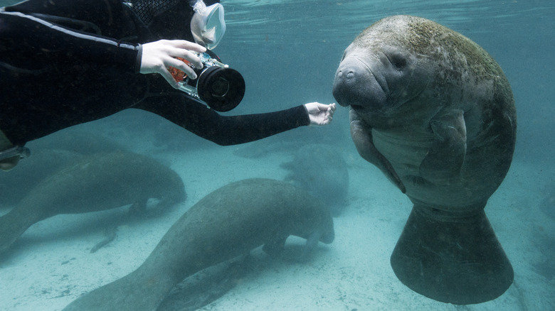 A manatee approaches a snorkeler with a camera at Three Sisters Spring, Crystal River, Florida.