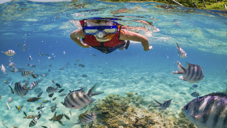A child snorkeling with fish in clear water.