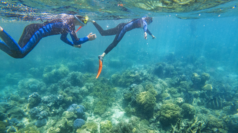 Snorkelers with fins and wetsuit in the Great Barrier Reef, Australia