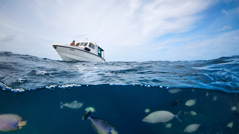 A split view of fish under the ocean and a boat on the water.