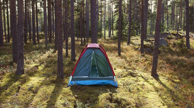 Tent in pine forest camping