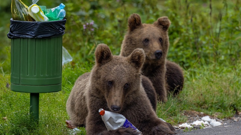 Bears rummaging through trash near a trash can