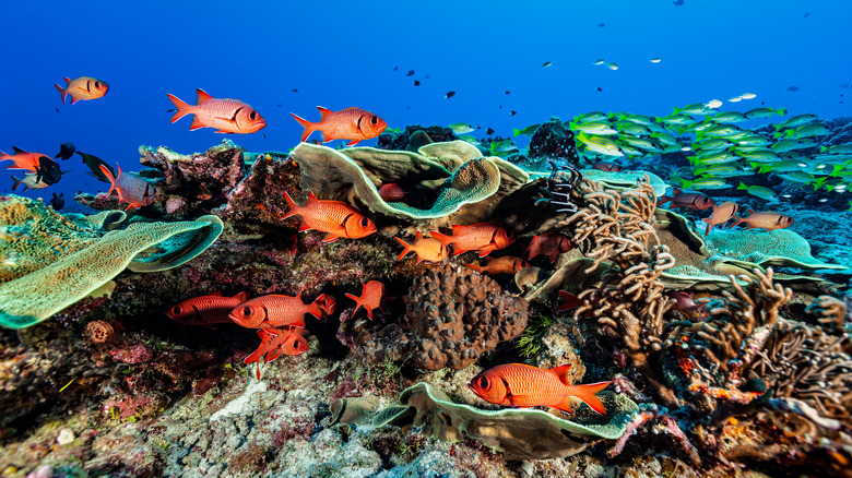 red fish coral reef