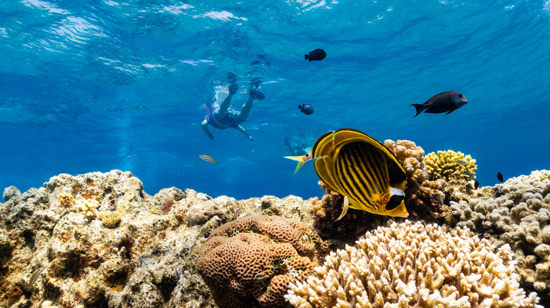 snorkeler over reef with yellow fish