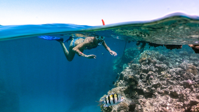 snorkeler spots fish at reef