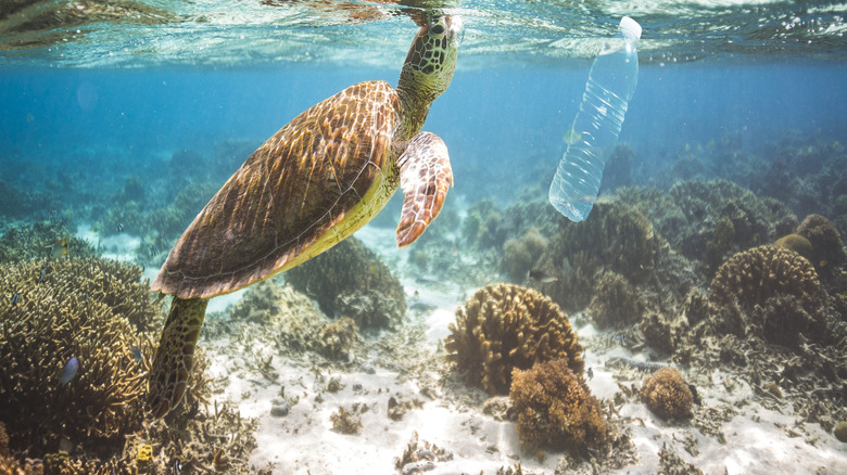 Plastic bottle floating near sea turtle