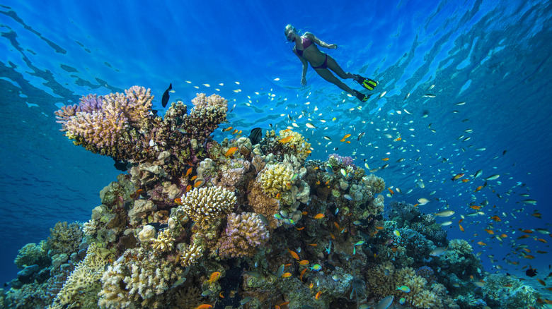 Woman swimming above coral reef