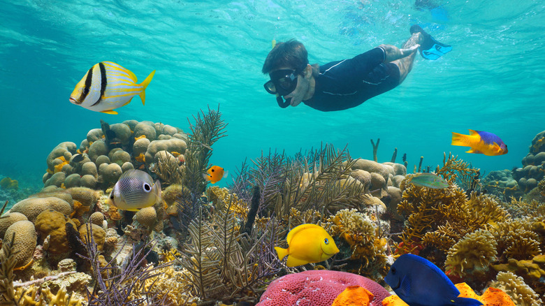 Man snorkeling and looking at fish in an underwater reef