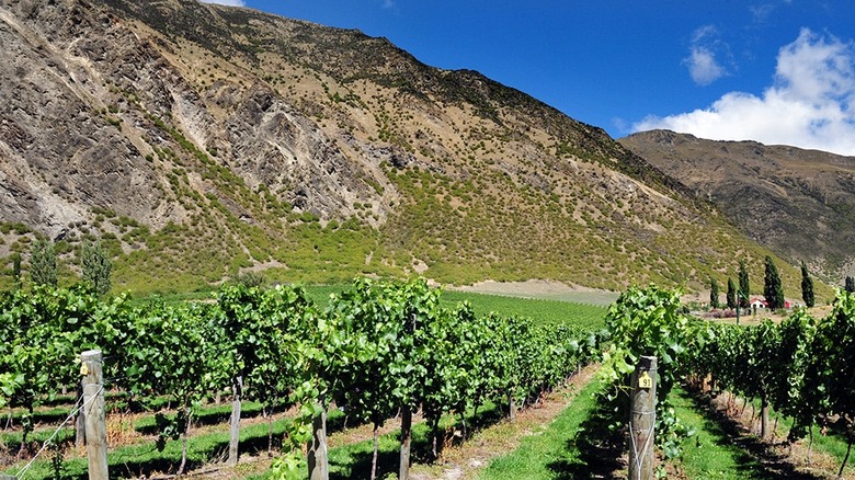 Queenstown wine region