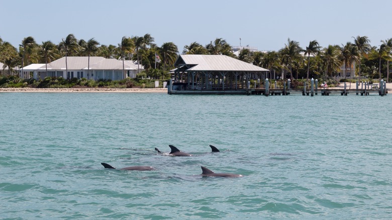 A pod of dolphins swimming near the shoreline