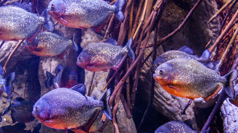 Many amazon piranhas
