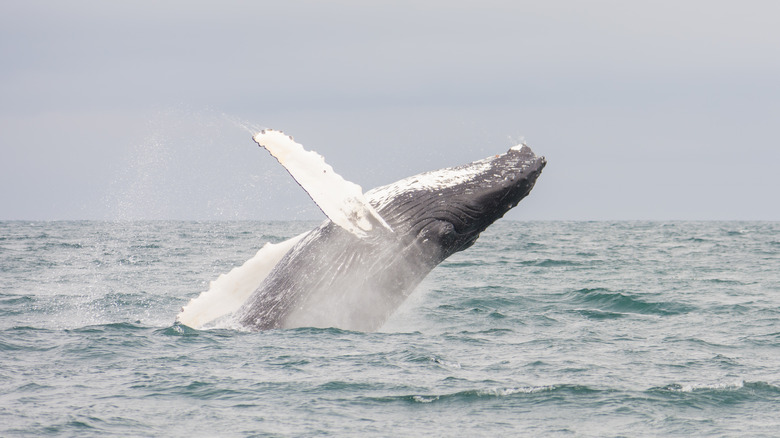Humpback whale flips back into the ocean off Iceland coast