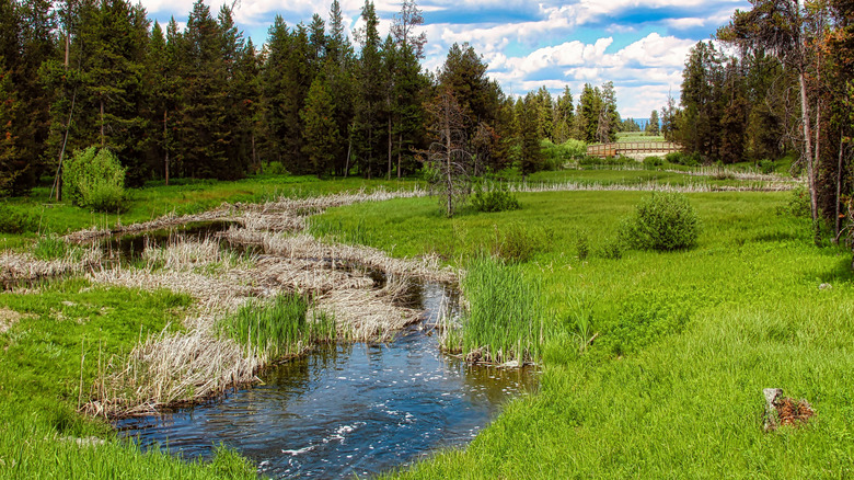 Meadows and wooden bridge on a trail in Harriman State Park