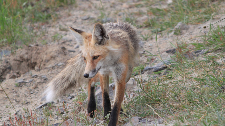 A fox in Horsethief Reservoir, Idaho.