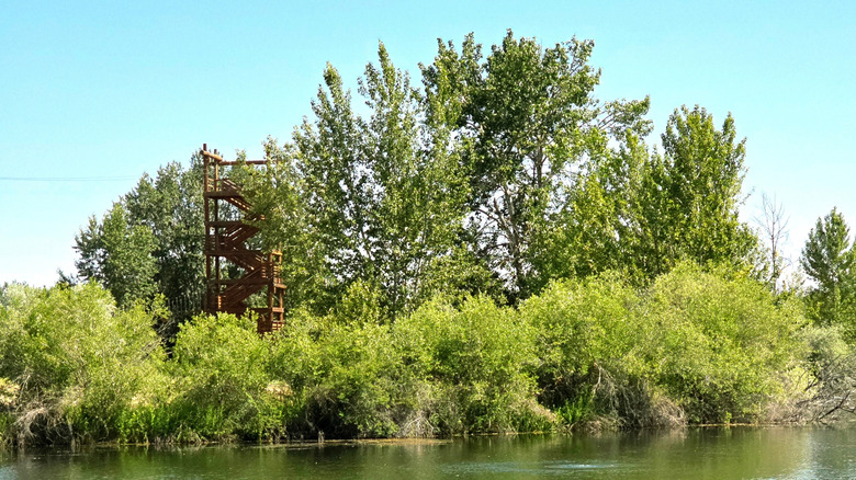 Trees and wood tower next to lake