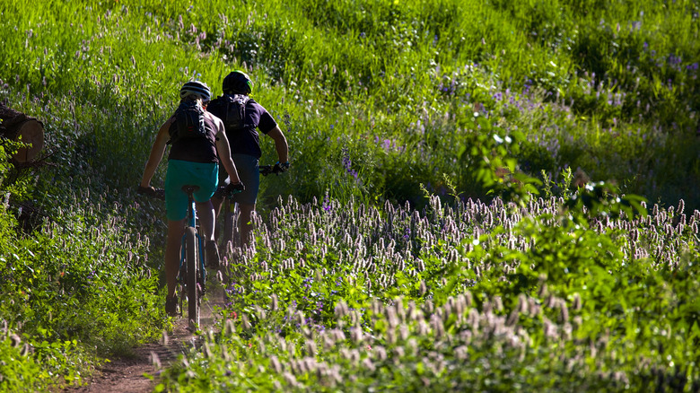 Mountain bikers on the trails in Bogus Basin in Boise, Idaho