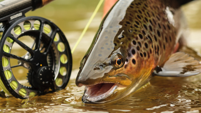A close-up of a fly rod and a snake river brown trout