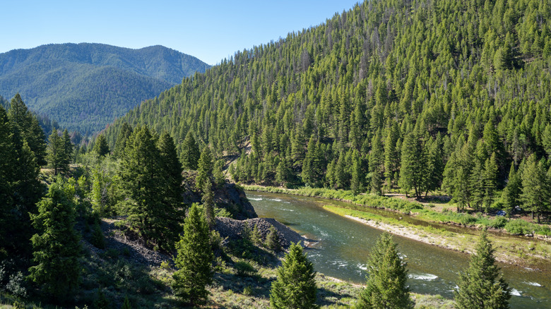 Salmon River in Salmon-Challis National Forest