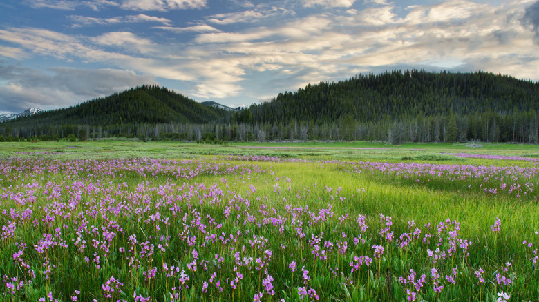 Elk meadows in Salmon-Challis National Forest