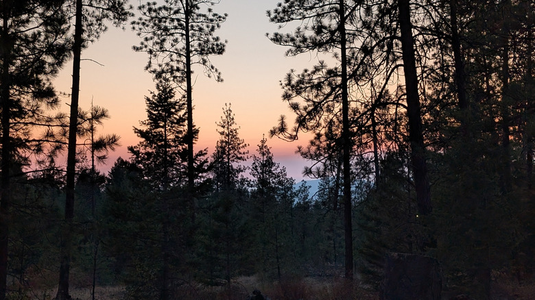 Sunset falls on the Community Forest and peeks through the trees.