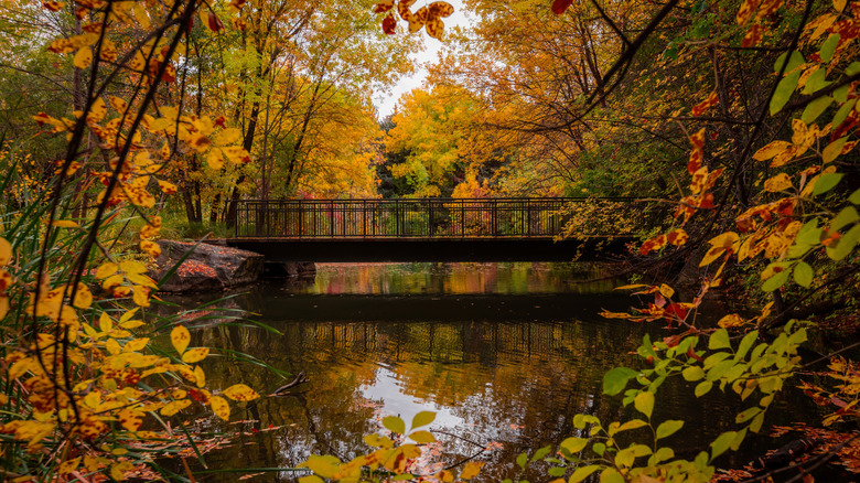 Fall foliage at Kathryn Albertson Park in Boise, Idaho