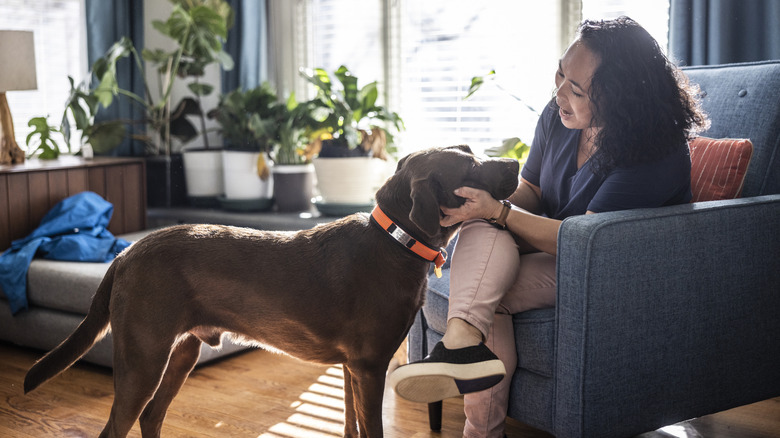 A happy woman talks to and pets a chocolate lab in an airy living room with plants and natural lighting.