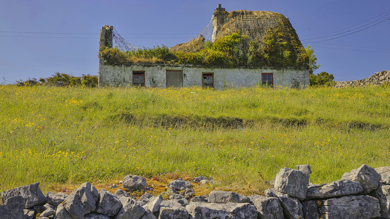 An abandoned home overrun by plants in an Irish island
