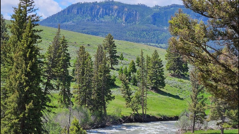 A view of Hellroaring Creek and pine trees along Hellroaring Trail in Yellowstone National Park