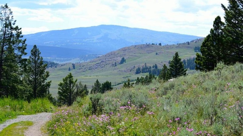 Slough Creek trail passing through a meadow in the Yellowstone backcountry