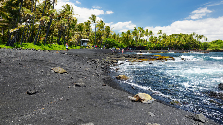 Sea turtles basking on Punalu'u Black Sand Beach in Hawaii