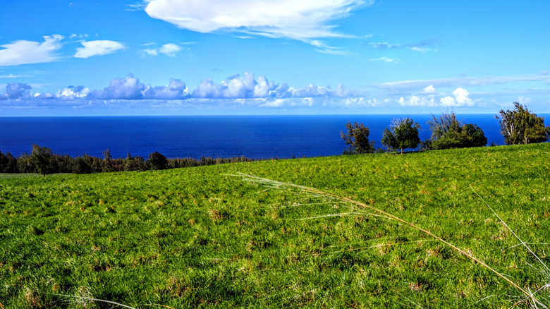 A view over the farm fields to the ocean on the Kohala Mountain Road, Big Island
