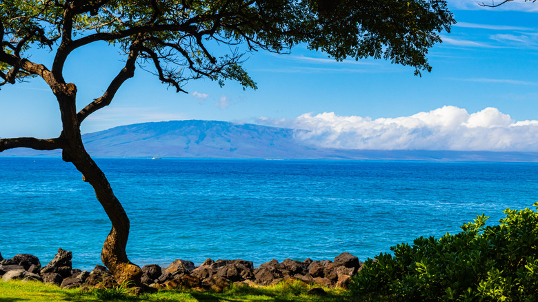 A tree sits along the shores of Hawaii