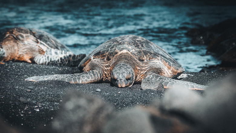 A turtle rests on the shores of Punalu'u Black Sand Beach in Hawaii