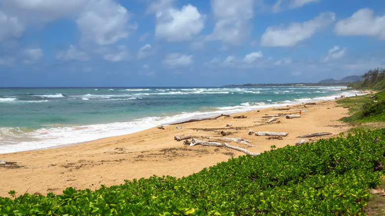 Driftwood on beach with plants