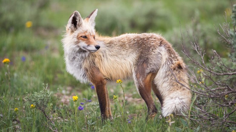 Fox at Grand Teton National Park in Wyoming