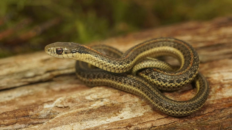 Northwestern garter snake in southern Oregon