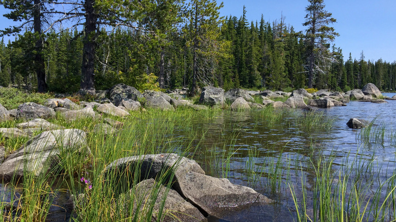Waldo Lake's rocky shores in Oregon