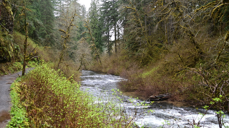 Silver Creek at the Silver Creek Falls State Park