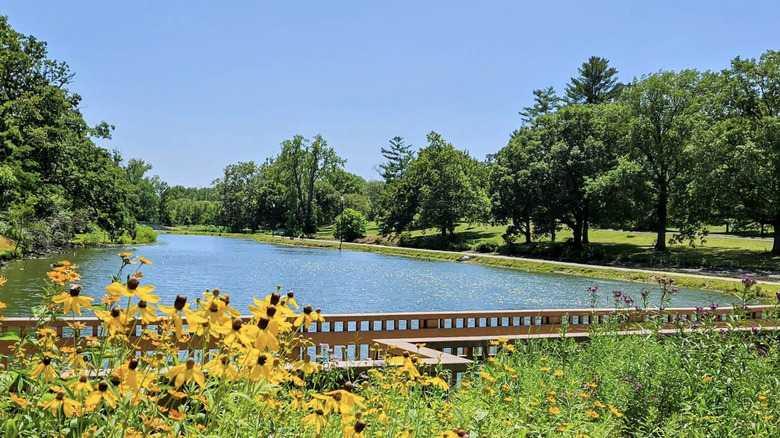 Yellow flowers in front of water at Washington Park in Illinois