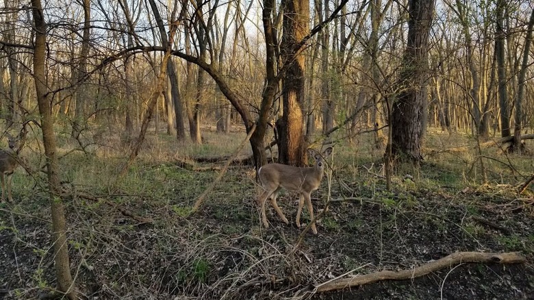 A deer surrounded by trees at Edward R. Madigan State Park in Lincoln, Illinois