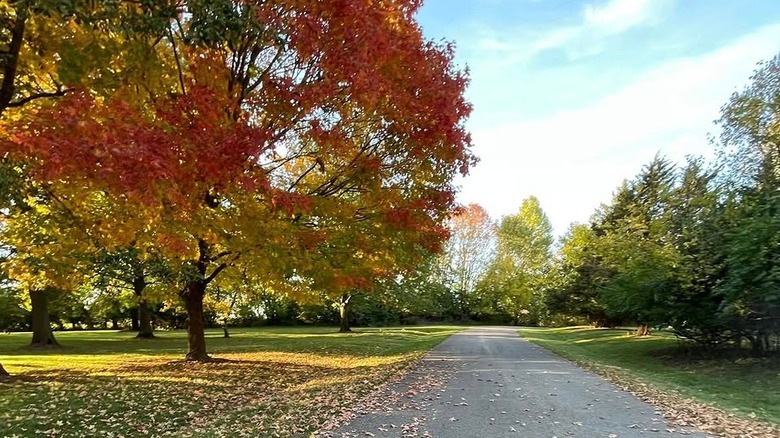 A path in the autumn at Edward R. Madigan State Park in Lincoln, Illinois