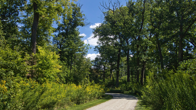 Trail passing through the lush landscape of the St. James Farm Forest Preserve in Warrenville, Illinois